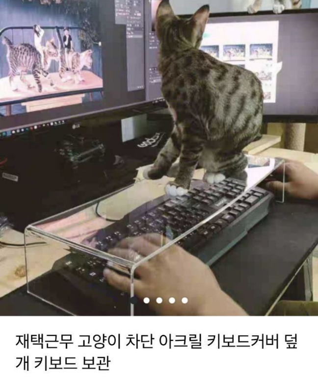  집사 제품 만족도 100%