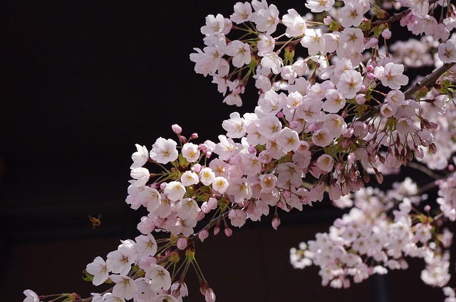 🌸 2025년 벚꽃 명소 추천! (사진 맛집📸)