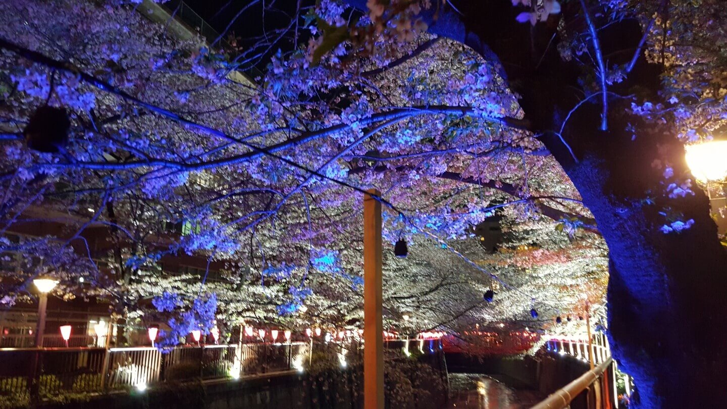 나카메구로 밤 벚꽃 사진 3