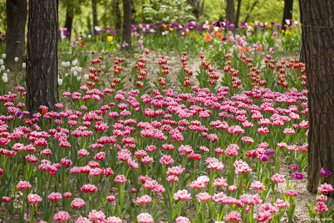 벚꽃 뒤의 튤립, 서울 성수동 튤립명소 '서울숲' 11