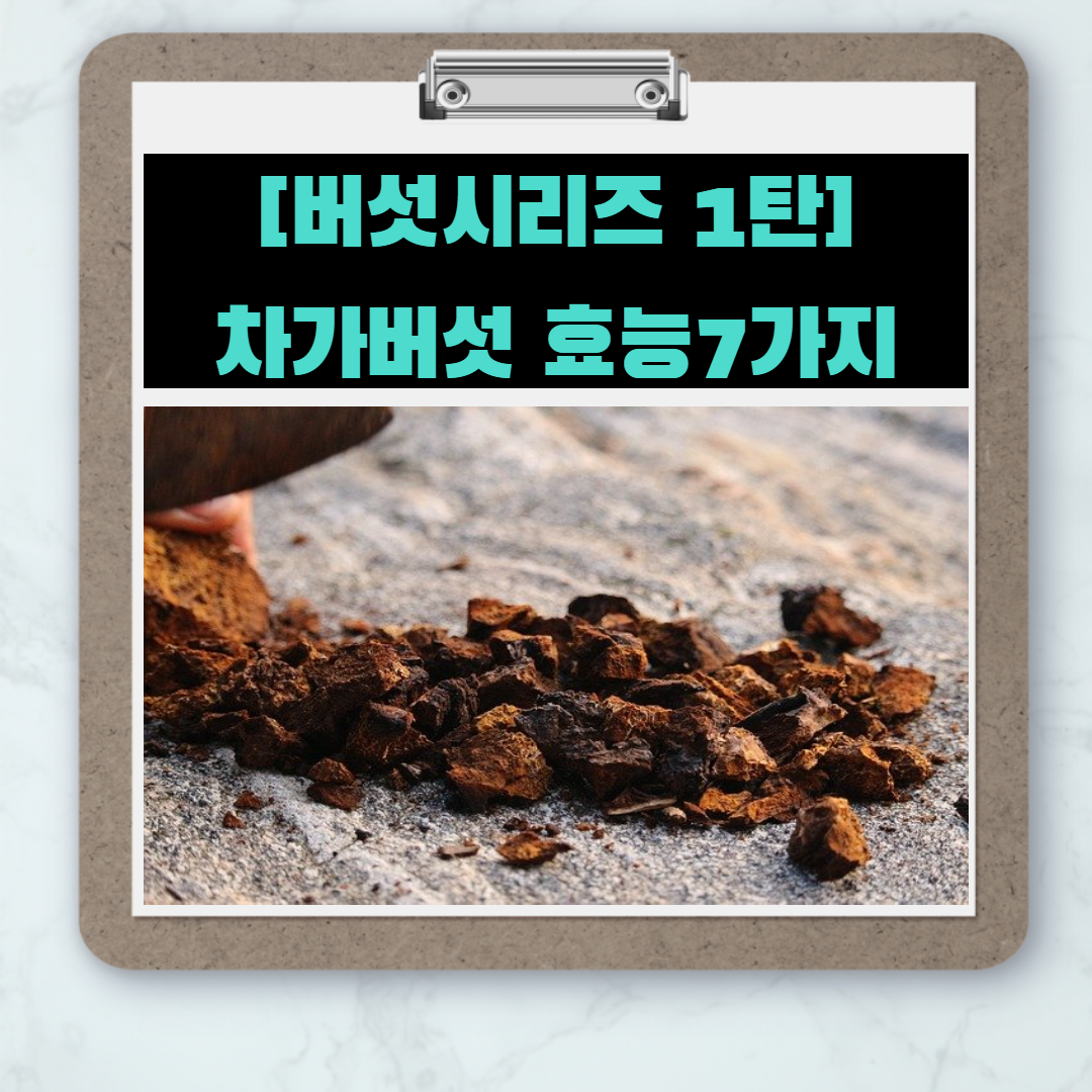  [버섯시리즈 1탄] 암예방에 효과적인 차가버섯 효능 7가지