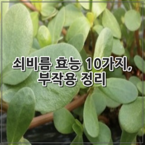 쇠비름 효능 10가지, 부작용 정리