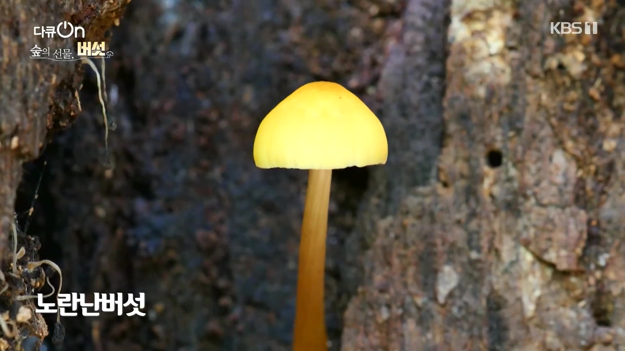 다큐 온.E227.231120p-NEXT.mp4_20231121_201837.209.jpg