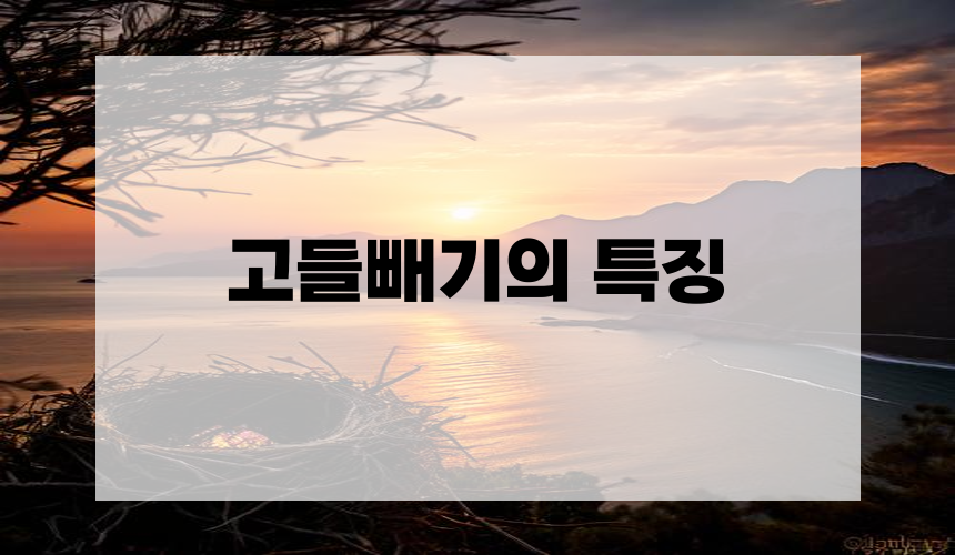 2. 고들빼기의 특징