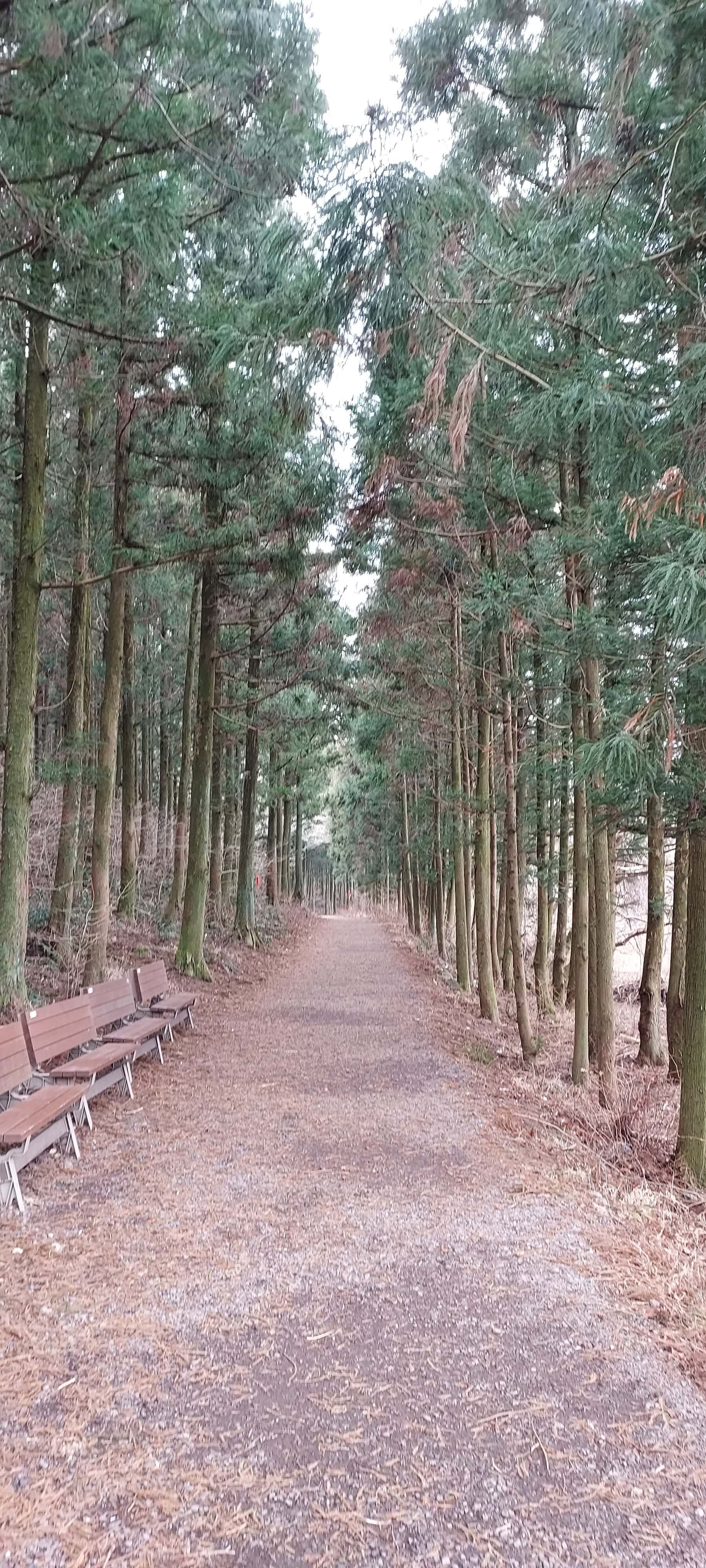  제주 삼다수 숲길( 삼다무, 편백나무, 단풍나무 )