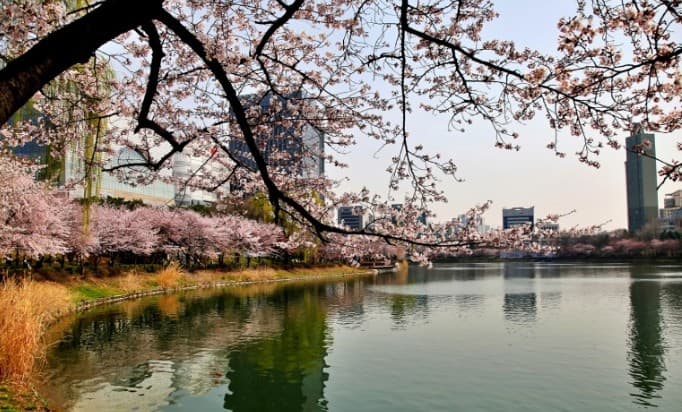 서울 벚꽃 명소인 석촌호수 모습