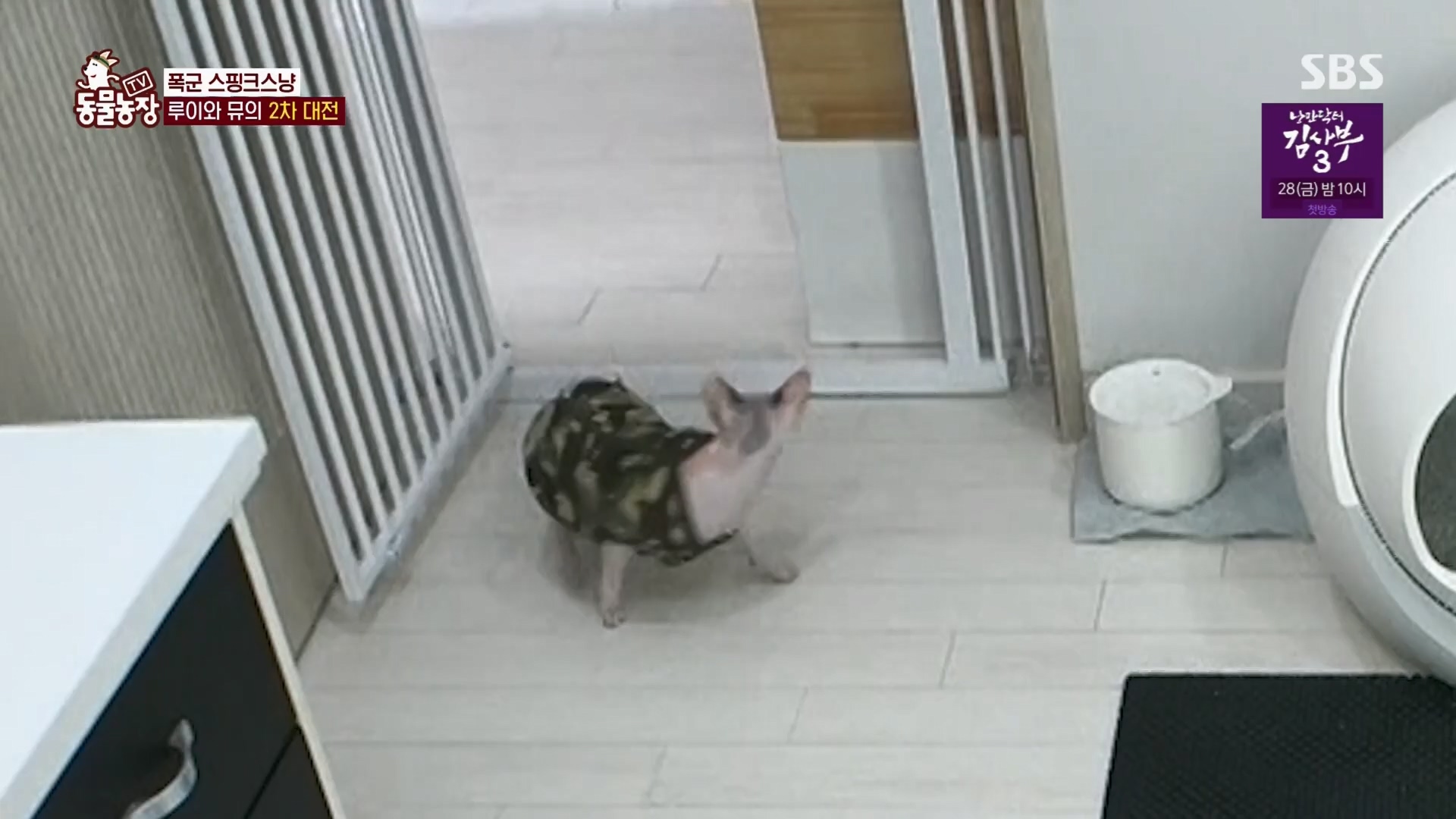 TV 동물농장.E1116.230416p.H264-F1RST.mp4_20230418_194209.710.jpg