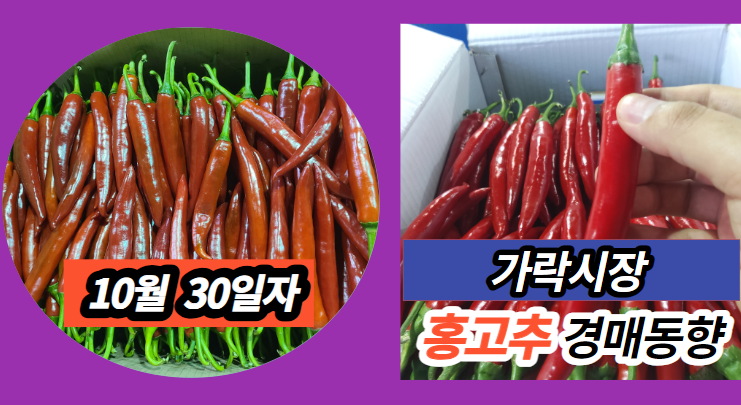  [경매사 일일보고] 10월 30일자 가락시장 홍고추 경매동향을 살펴보겠습니다!