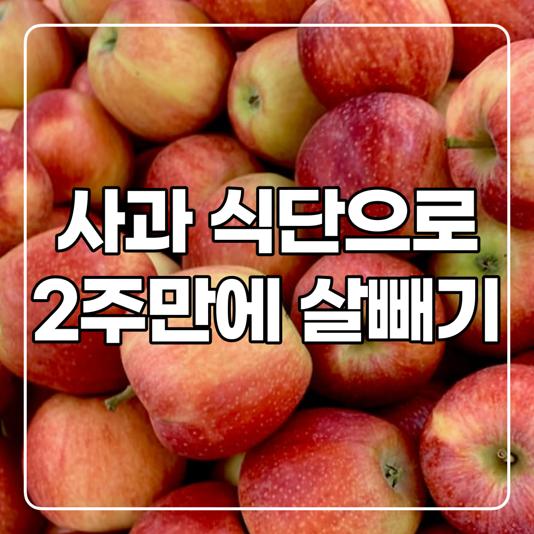  다이어트 사과는 딱 2주만 바짝해야 효과 있어요.