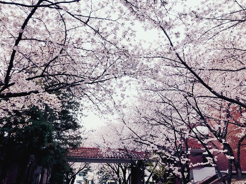 벚꽃
