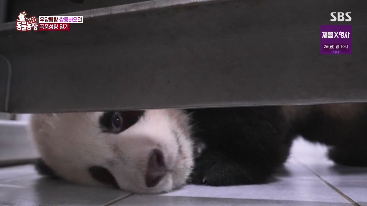 TV 동물농장.E1155.240122p-NEXT.mp4_20240121_145935.061.jpg