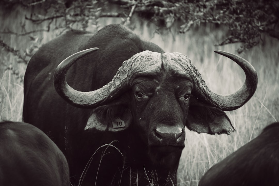 Ox