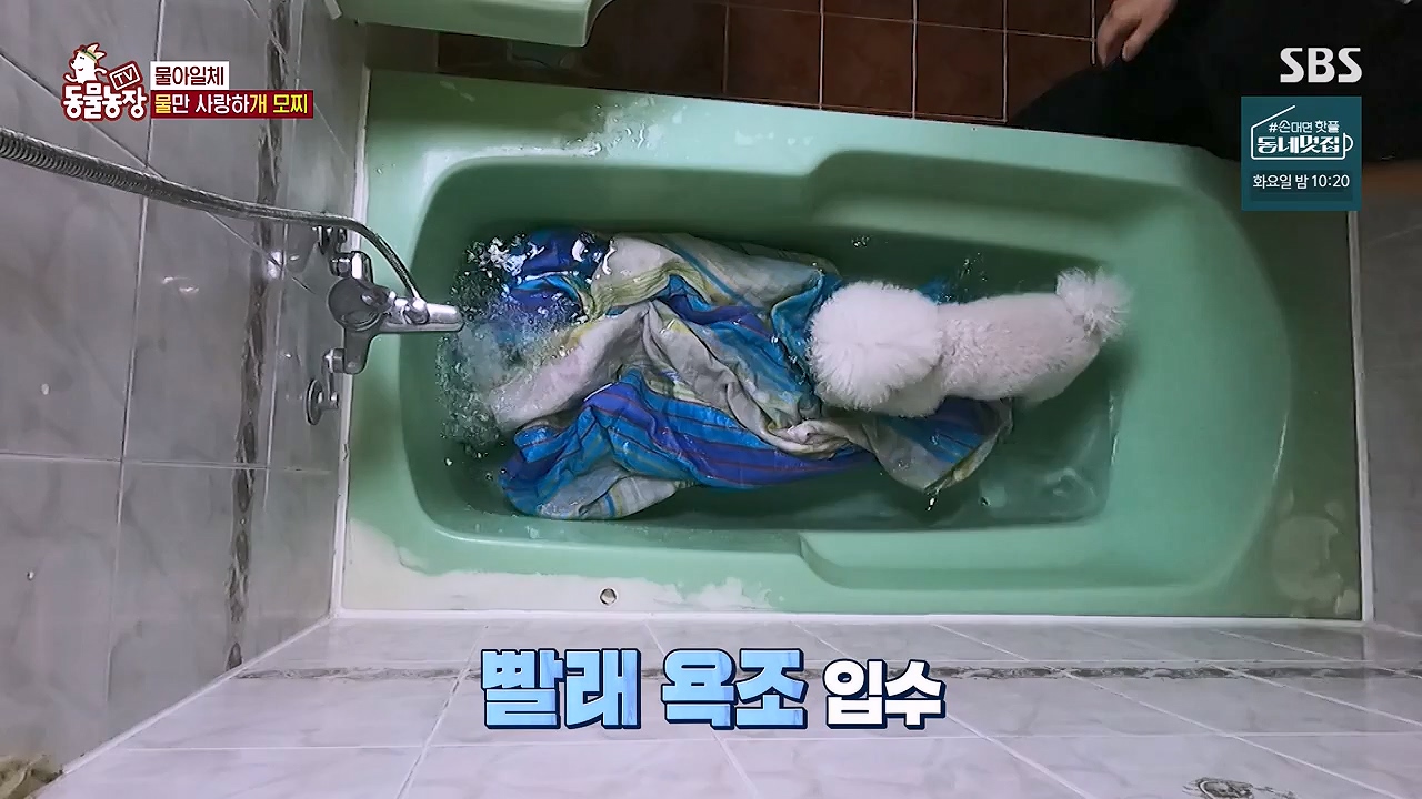 TV 동물농장.E1137.230911p-NEXT.mp4_20230910_183204.630.jpg