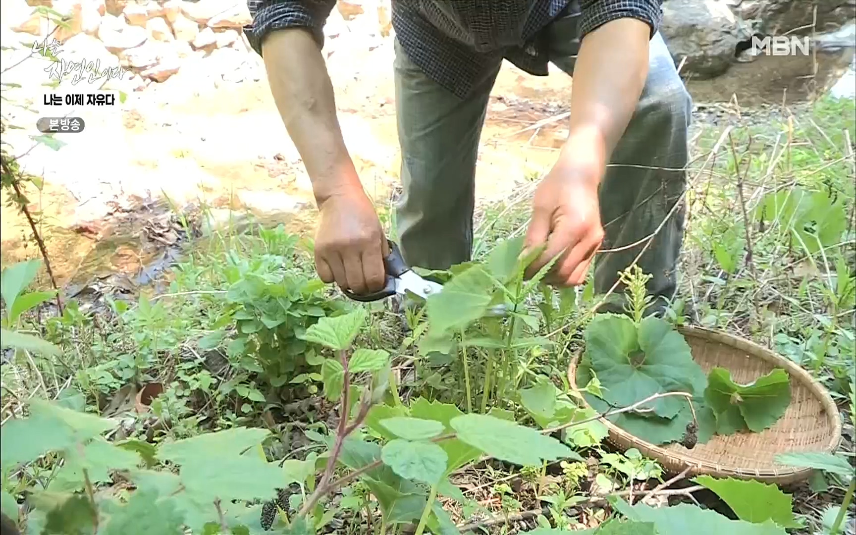 나는 자연인이다.E503.220525p.H264-F1RST.mp4_20220526_201143.135.jpg