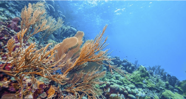 그레이트 배리어 리프는 수천종의 해양생물