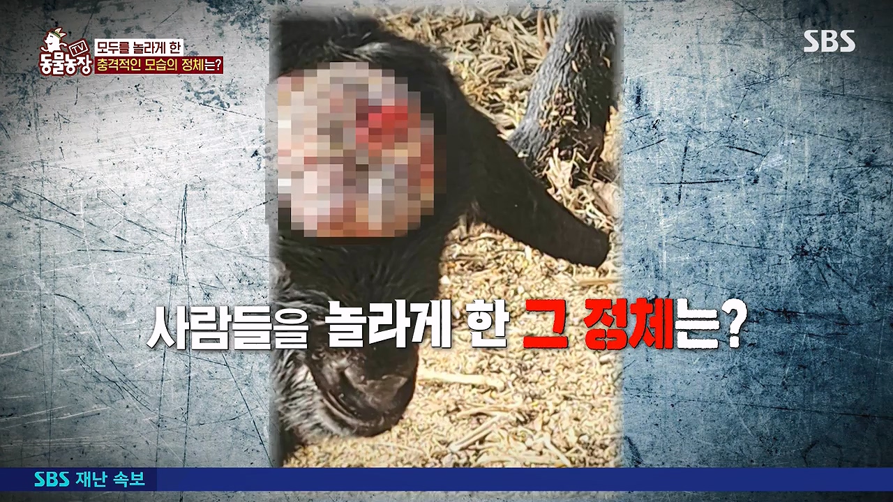 TV 동물농장.E1179.240708p-NEXT.mp4_20240707_160428.893.jpg