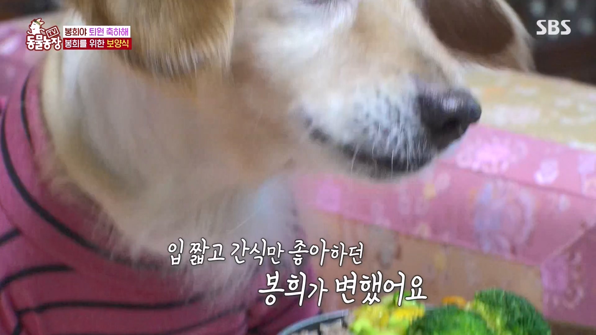 TV 동물농장.E1151.231224p-NEXT.mp4_20231224_154150.268.jpg
