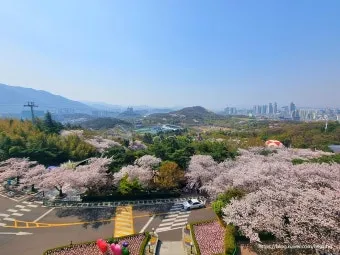 대구 경북 6월 축제 가볼만한 곳 2025년 최신_17