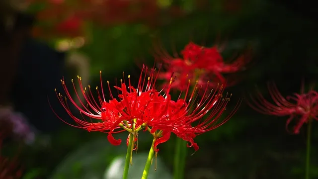 황석산성 함양의 볼거리 황석산 등산 코스 최단 코스 우타무라 황석산성 완벽 체험_5