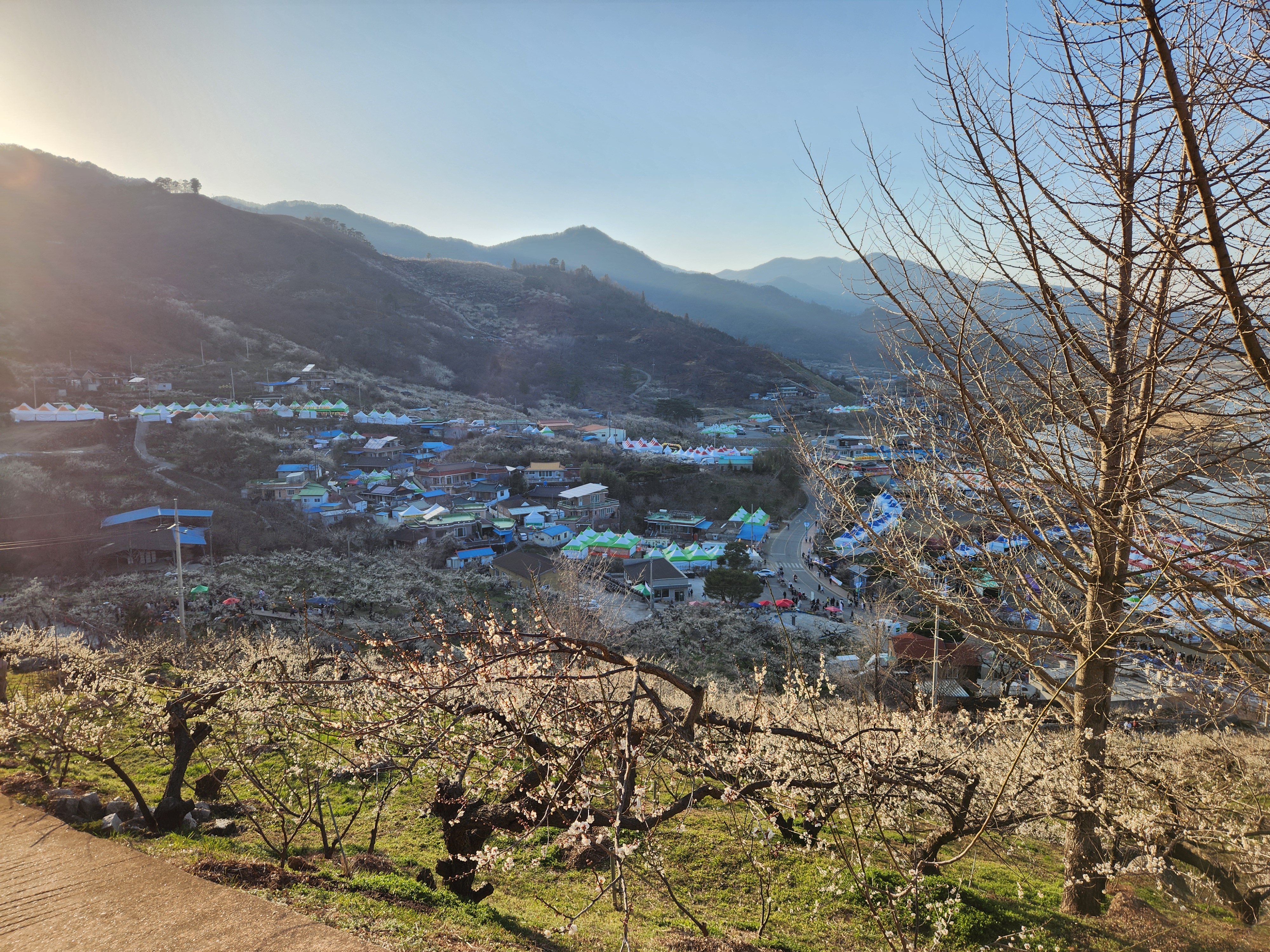 매화축제장