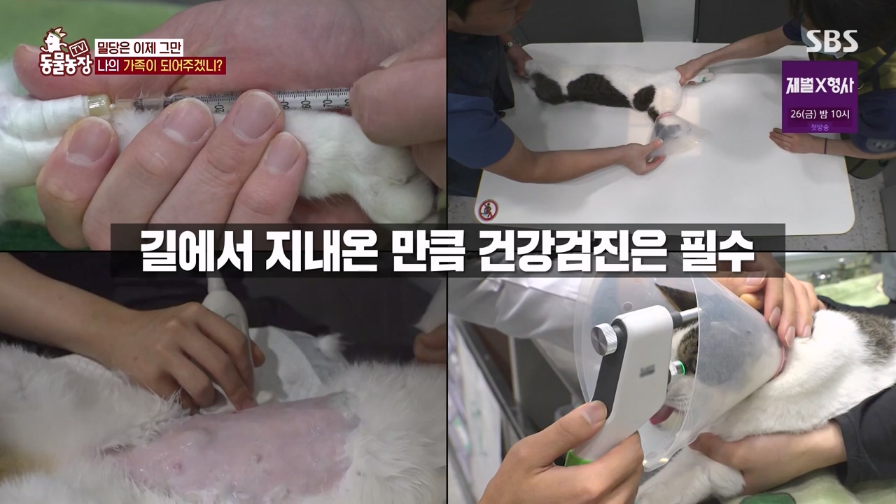 TV 동물농장.E1154.240115p-NEXT.mp4_20240114_184352.349.jpg