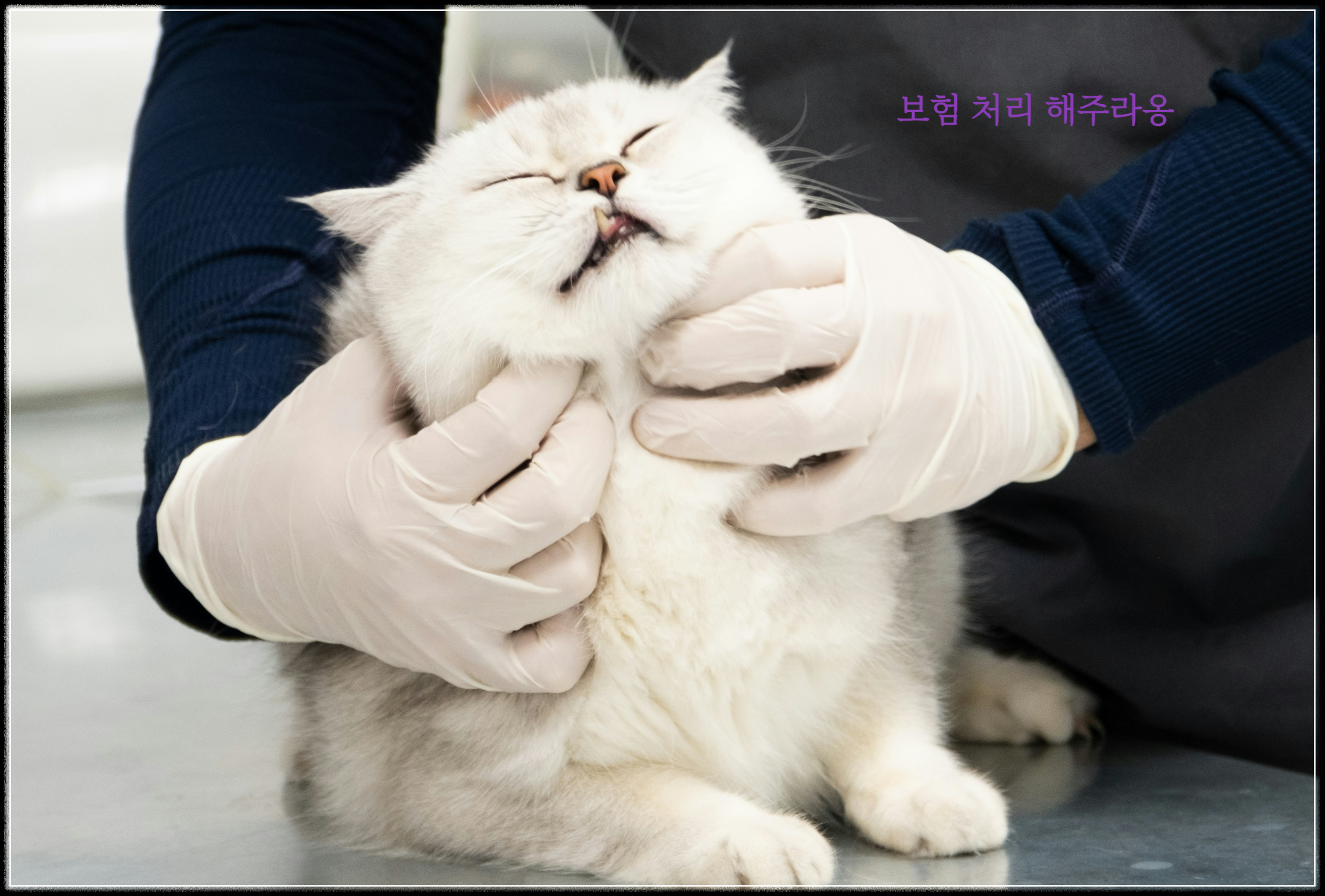 병원 간 고양이-사진