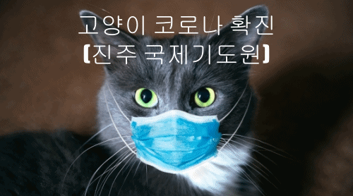  고양이 코로나 확진(진주 국제기도원)