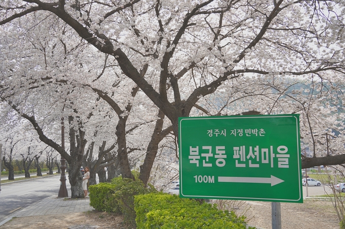 경주 보문단지 앞 벚꽃 사진