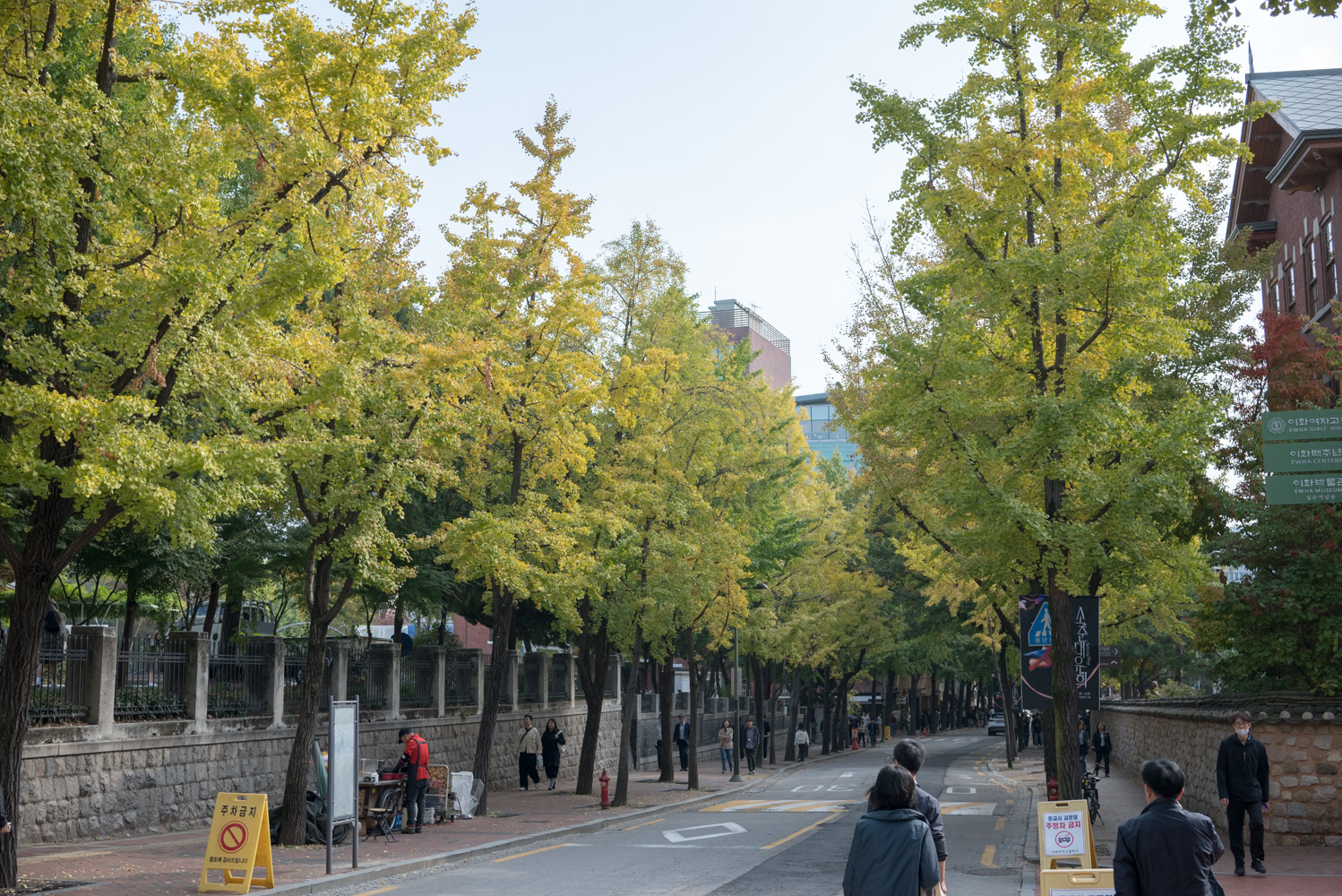 2024년 덕수궁 돌담길과 정동길 단풍 근황