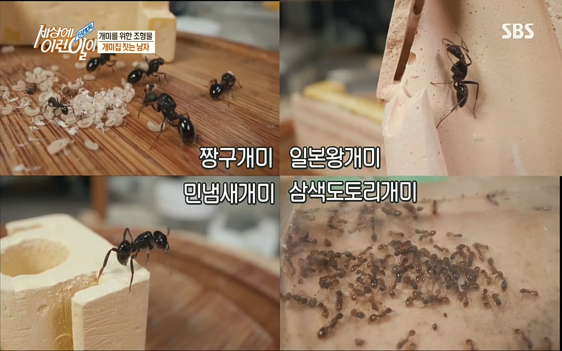 순간포착 세상에 이런일이.E1193.220816.H265p-BULDU.mp4_20220817_204241.250.jpg