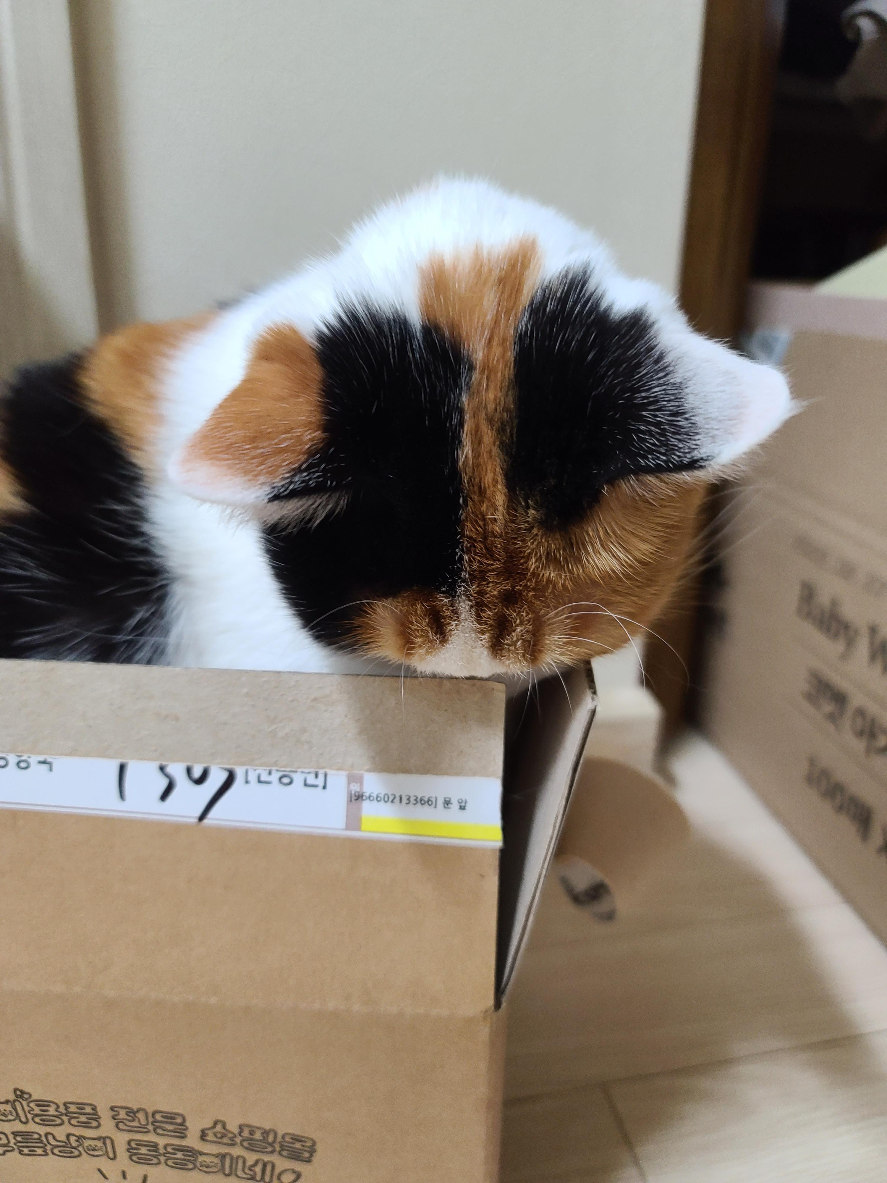 작은 박스에 꾸깃꾸깃 말아넣은 삼색이 고양이 요미. 참으로 유연한 그동물 고양이.