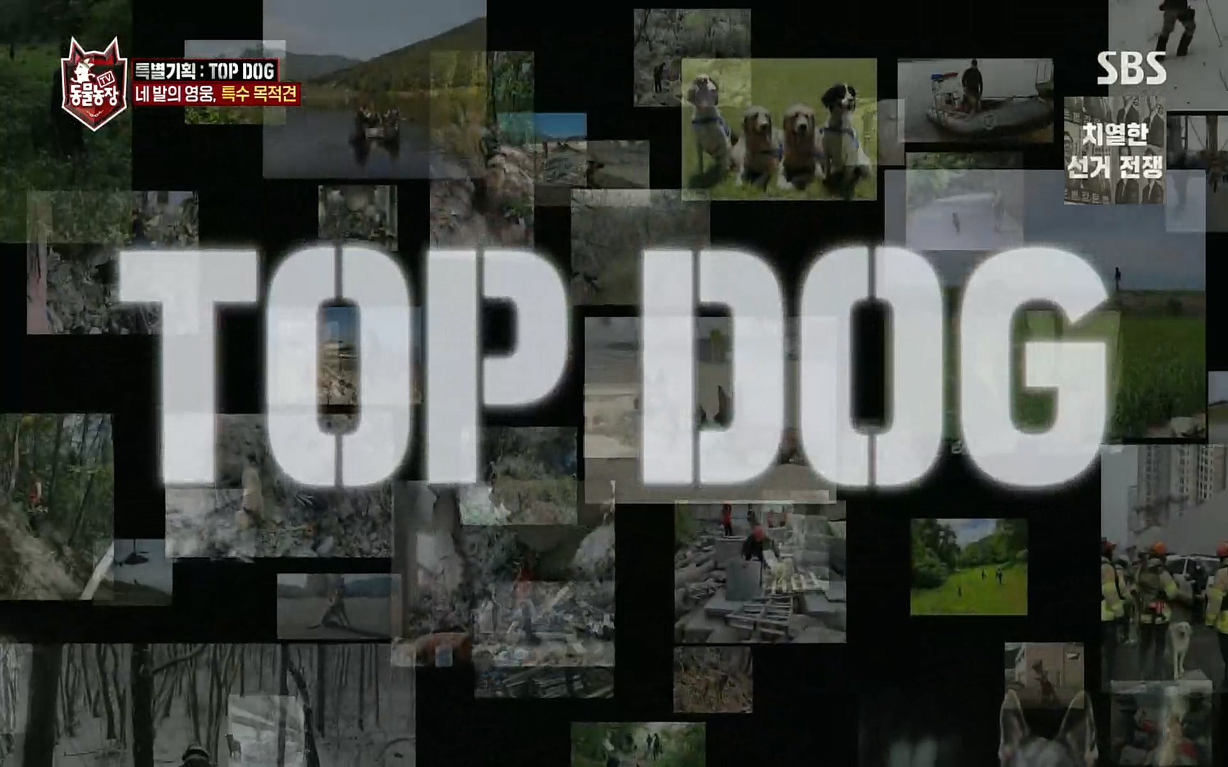 TV 동물농장.E1086.220911p.H264-F1RST.mp4_20220911_175207.243.jpg