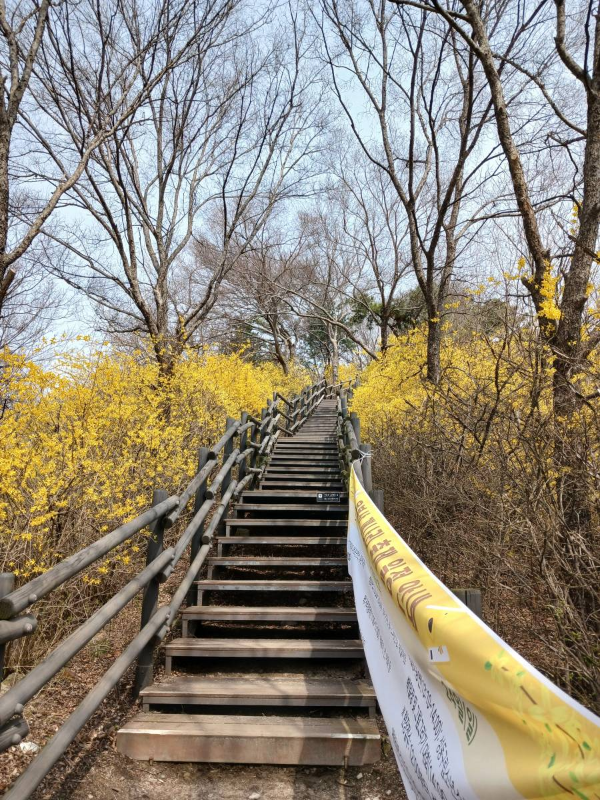서울숲 내려가는 계단