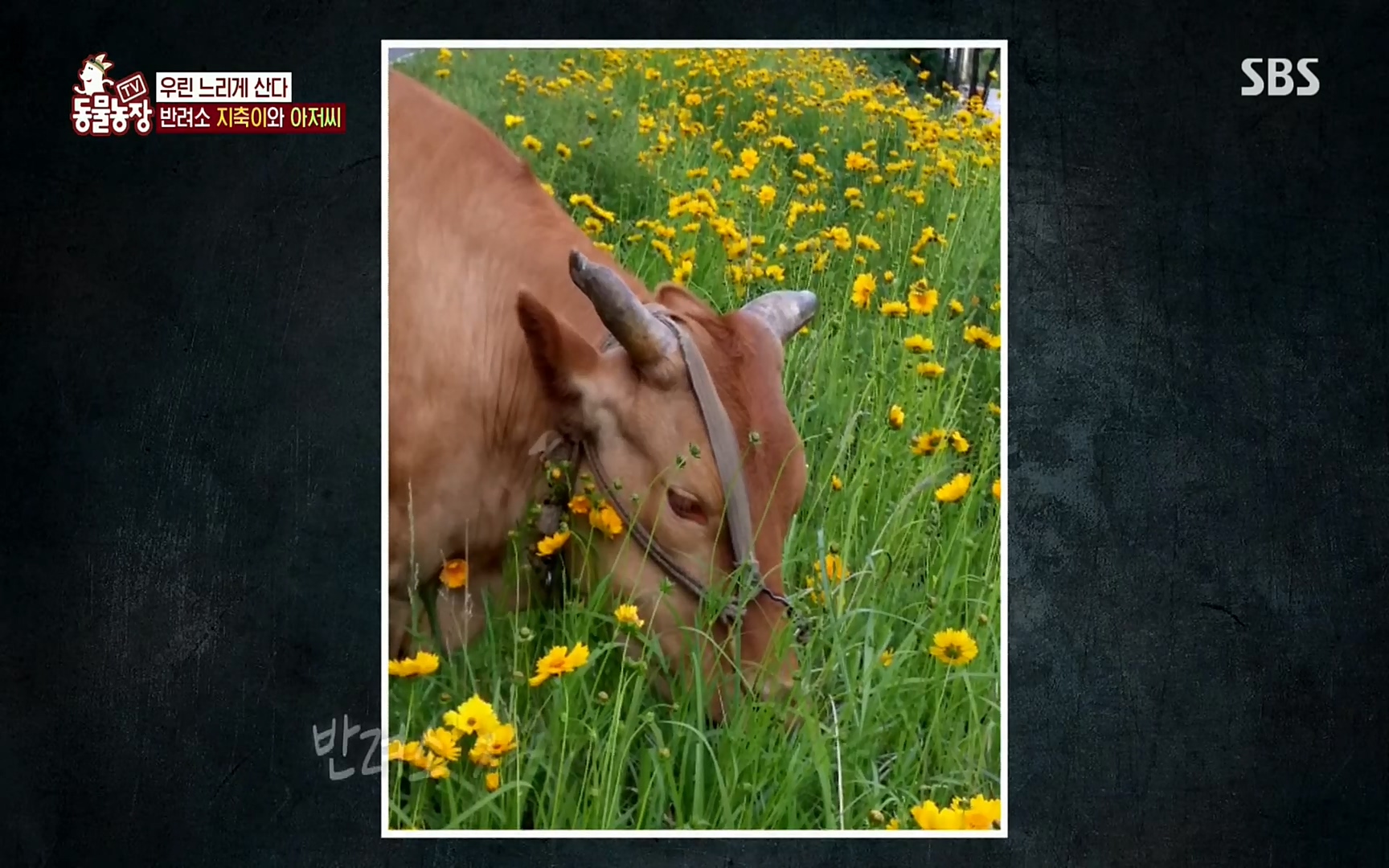 TV 동물농장.E1074.220619p.H264-F1RST.mp4_20220619_181511.108.jpg