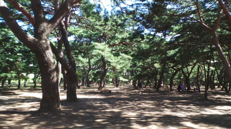 송림(松林) 이미지
