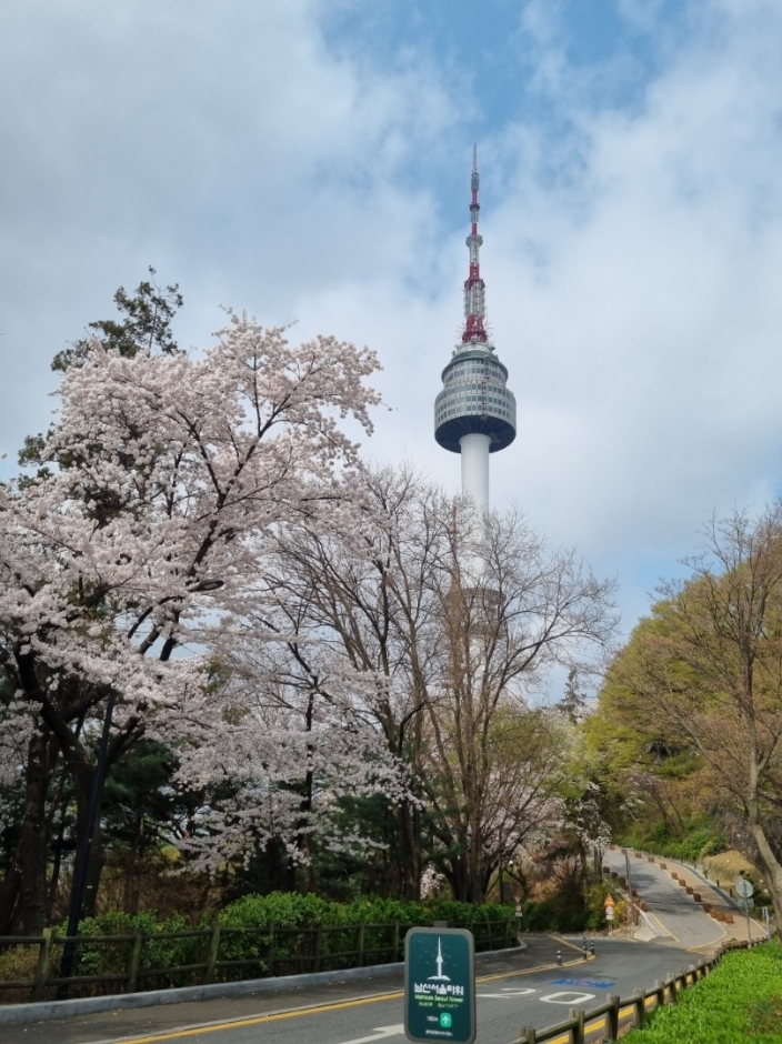 서울 벚꽃 축제&amp;#44; 남산 BLOSSOM TOWER 정보