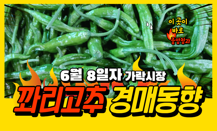 [경매사 일일보고] 6월 8일자 가락시장 꽈리고추 경매동향을 살펴보겠습니다!