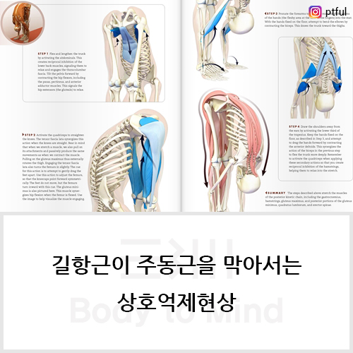  길항근(antagonist)이 주동근(agonist)을 막아서는 상호억제현상(reciprocal inhibition)