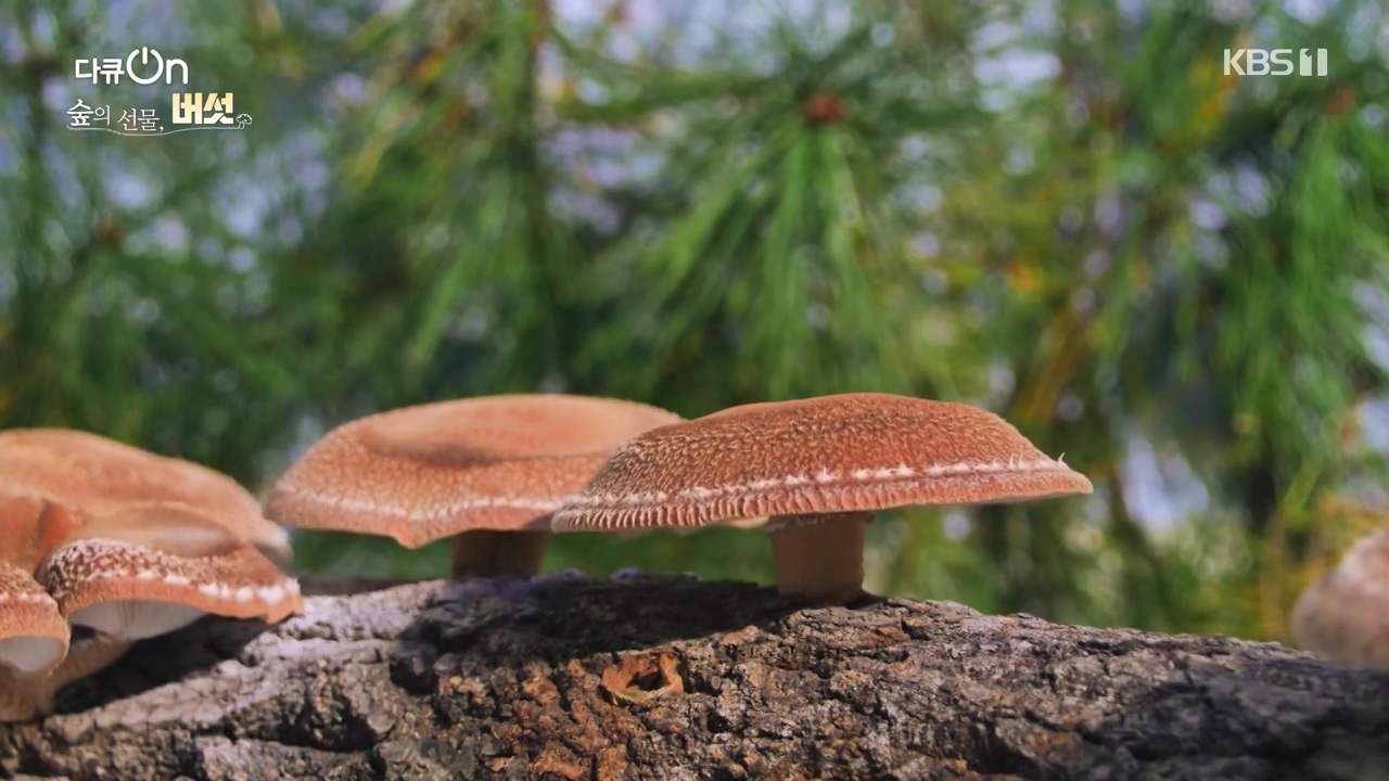 다큐 온.E227.231120p-NEXT.mp4_20231121_201836.122.jpg