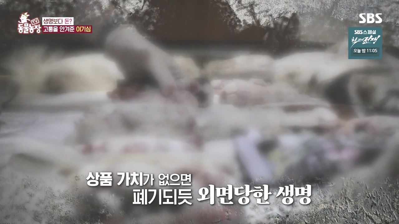 TV 동물농장.E1142.231023p-NEXT.mp4_20231022_173431.584.jpg