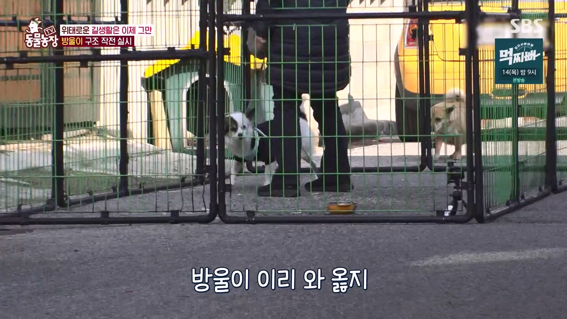 TV 동물농장.E1162.240310p-NEXT.mp4_20240310_162848.309.jpg