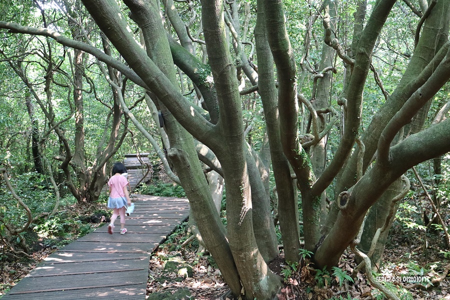 둘레길 따라 수많은 나무 기둥이 퍼져있는 사진