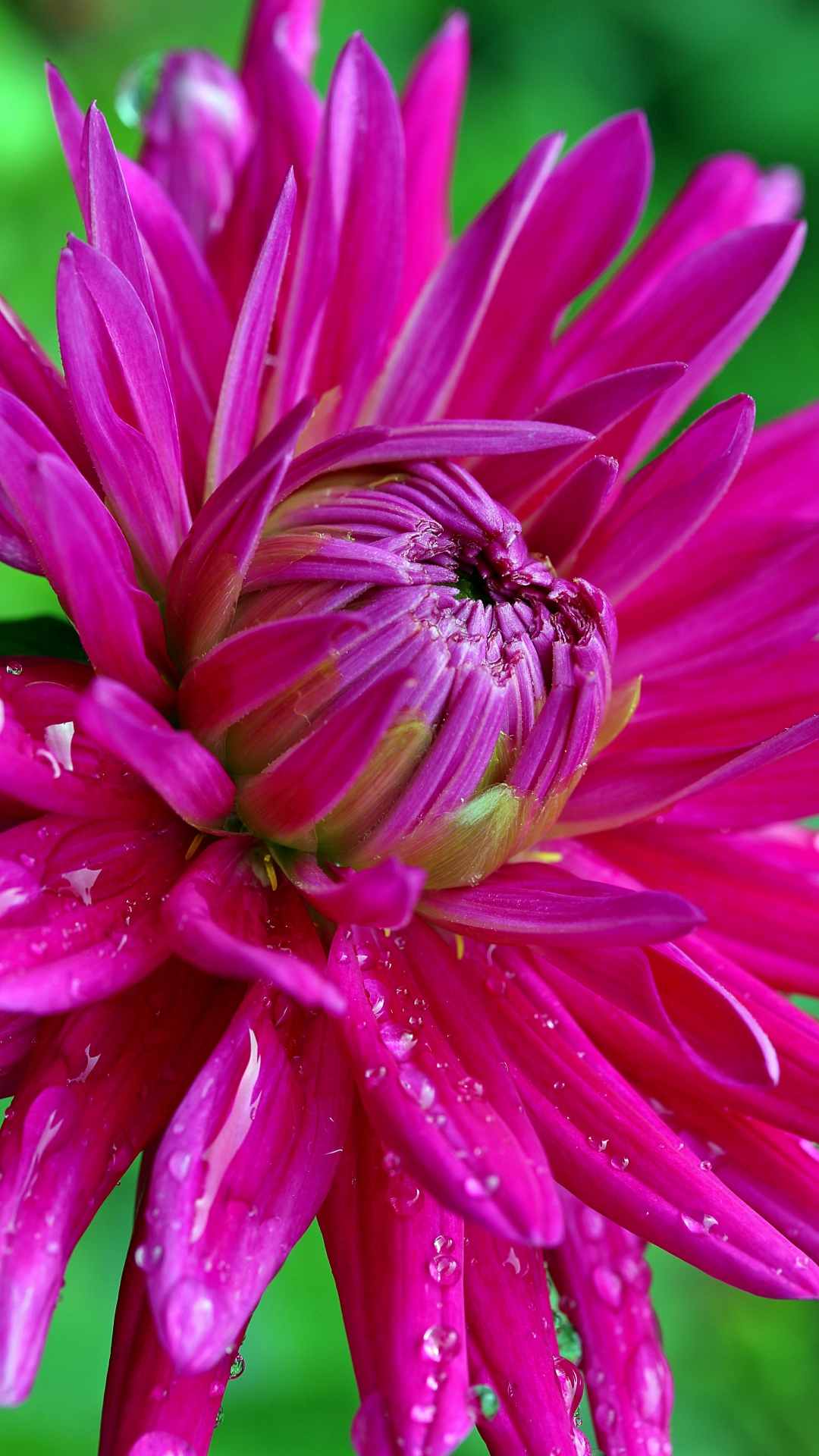 Dahlia Flower iPhone Wallpaper