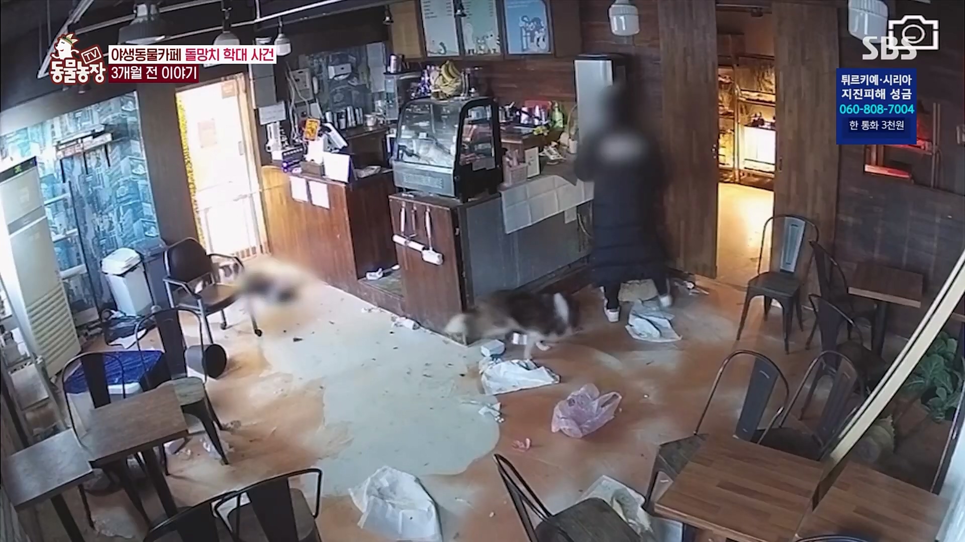 TV 동물농장.E1108.230212p.H264-F1RST.mp4_20230212_182148.146.jpg