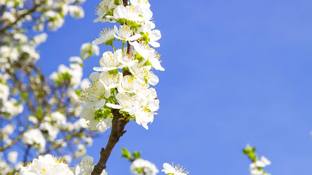 전주 벚꽃 축제 및 전주 벚꽃 명소, 벚꽃 개화시기 🌺2025년 전주 벚꽃 최신 명소🌺