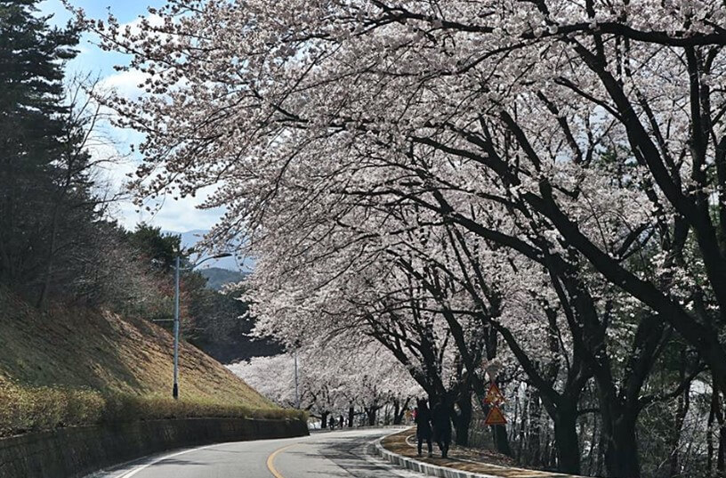 홍제정수장 벚꽃길