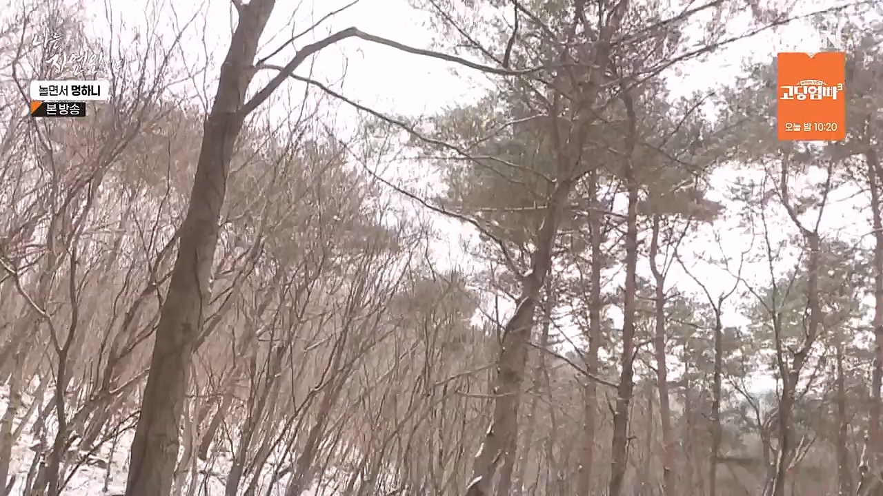 나는 자연인이다.E538.230126p-NEXT.mp4_20230126_194020.130.jpg