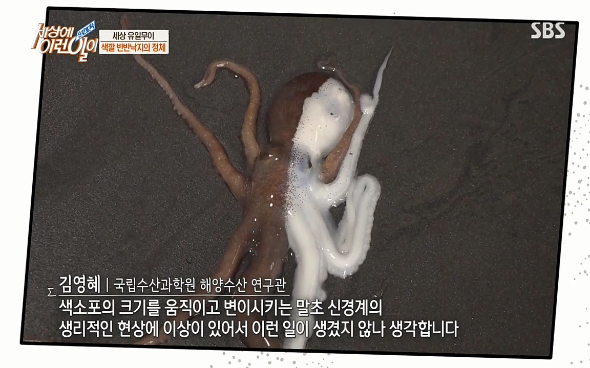 순간포착 세상에 이런일이.E1178.220504p-NEXT.mp4_20220504_173054.253.jpg