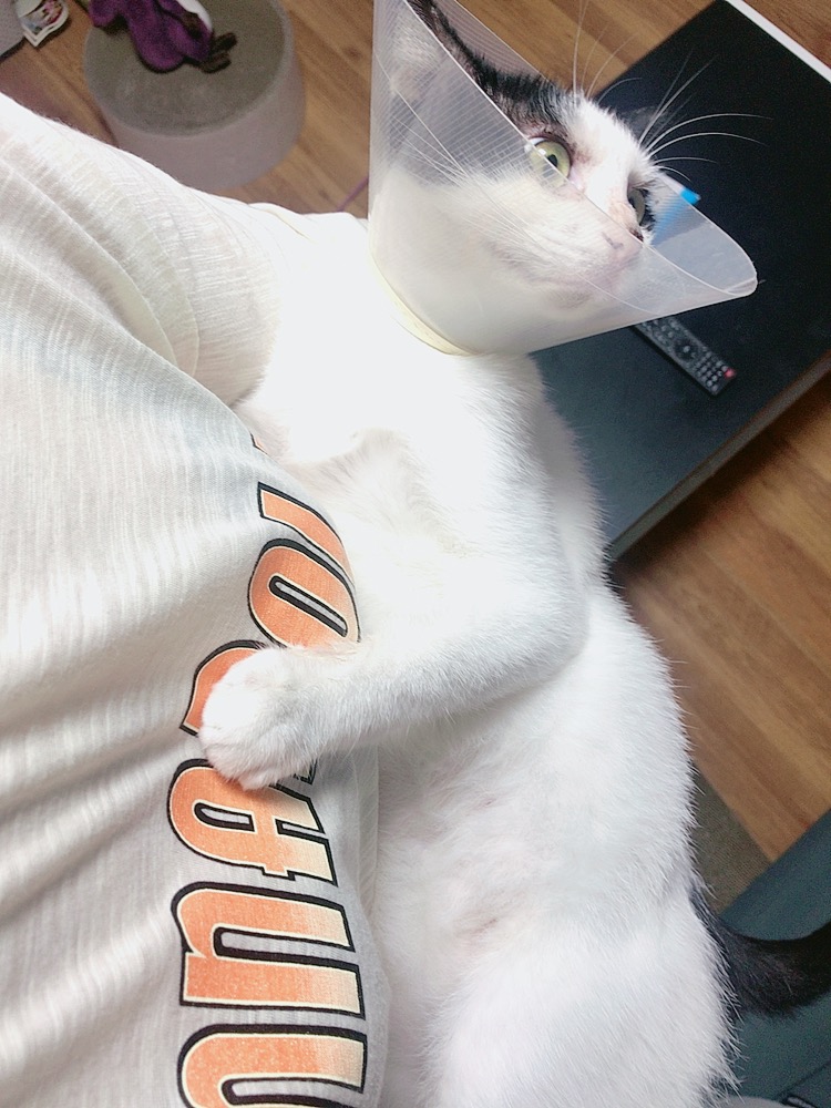 alt 태그