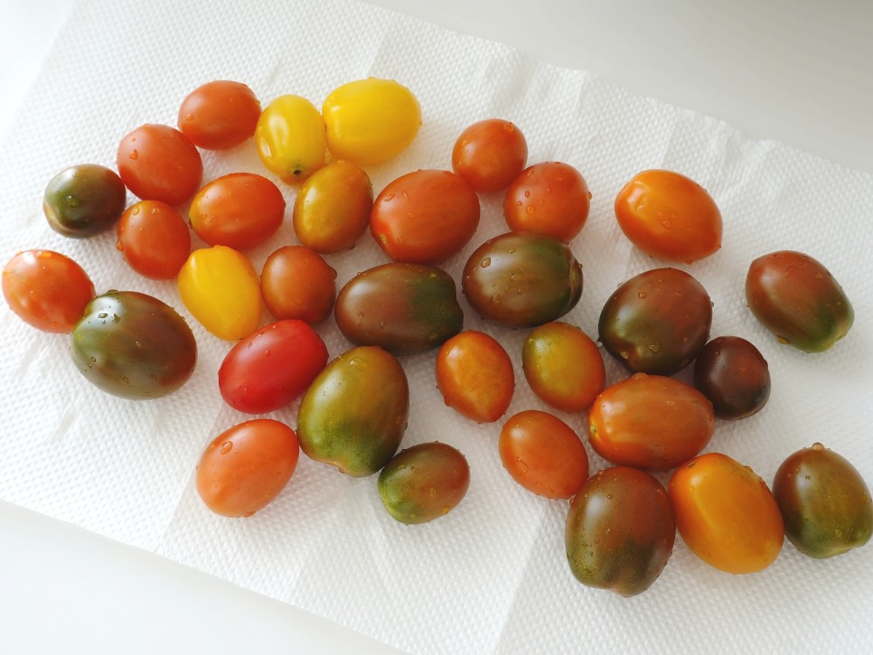 토마토들 산지직송 컬러 19